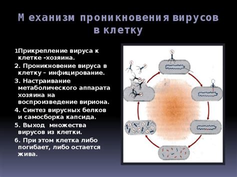 Механизм действия вируса на организм