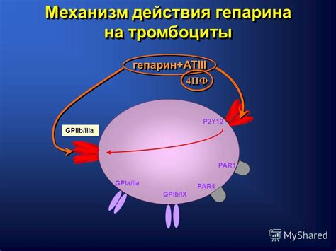 Механизм действия гепарина и гепатромбина