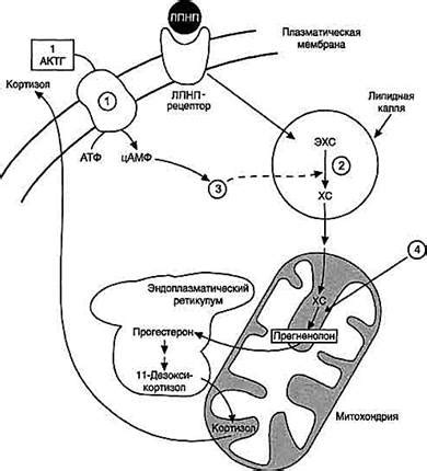 Механизм действия гормона ССГ