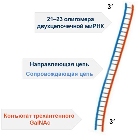 Механизм действия живых мертвых мРНК