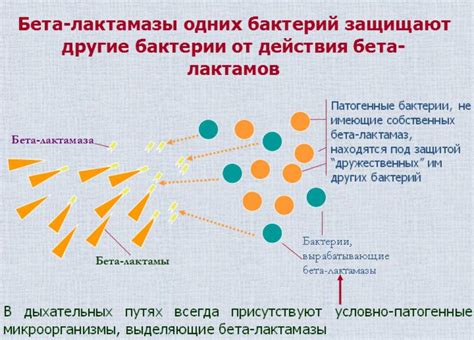 Механизм действия защищенного амоксициллина