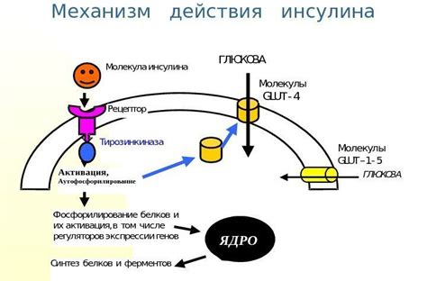 Механизм действия инсулина длительного действия