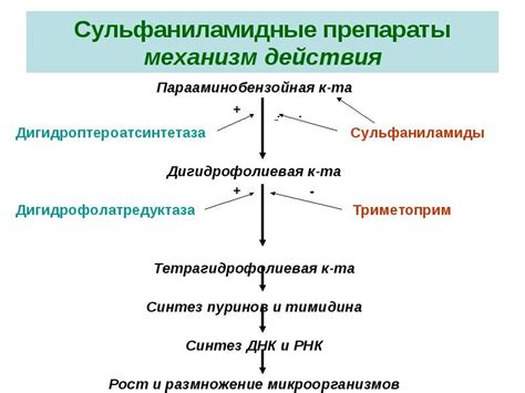 Механизм действия и спектр применения