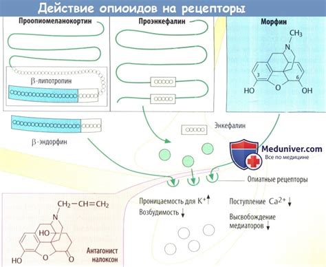 Механизм действия опиоидных препаратов