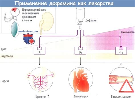 Механизм действия препарата на ушную раковину