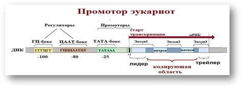 Механизм начала транскрипции