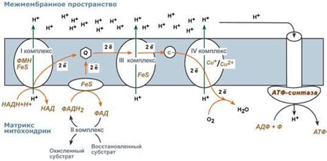 Механизм окислительного фосфорилирования