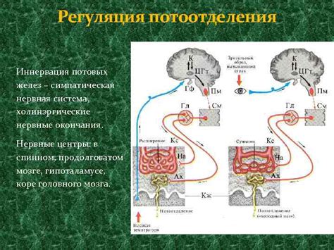 Механизм потоотделения и его регуляция