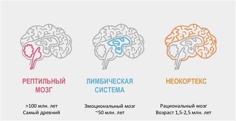 Механизм работы мозга во время сновидений