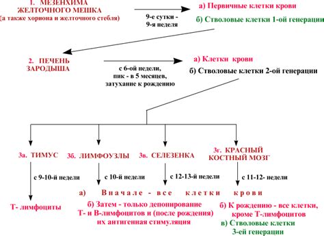 Механизм развития спаечных изменений в организме