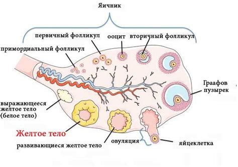 Механизм разрыва фолликула