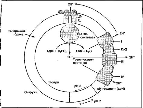 Механизм синтеза железой определенной секреции