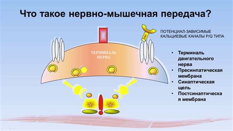 Миастенический синдром: еще одна причина онемения