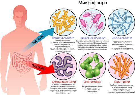 Микроорганизмы: патогенные бактерии и грибки