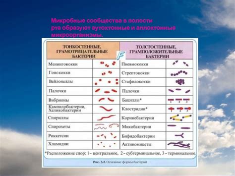 Микроорганизмы в полости рта