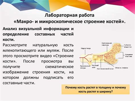 Микроскопическое строение