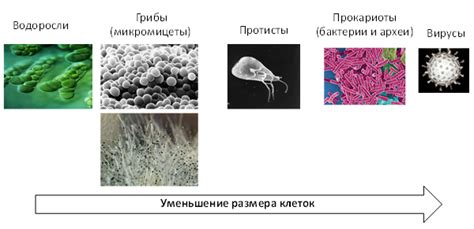 Микрофлора умеренно кокковая: