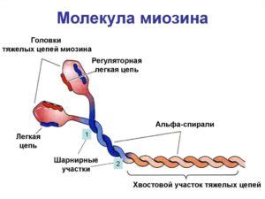 Миозин: строительный материал для мышц и его роль в сокращении