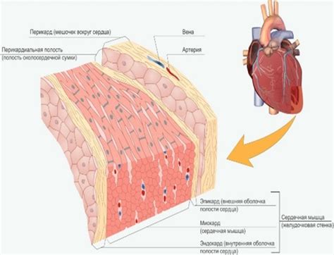 Миокард и его роль в кровообращении