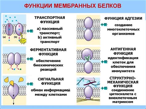 Миометрий: структура и функции