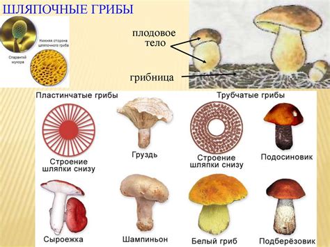 Мистическая символика грибов в сновидениях и их скрытые смыслы