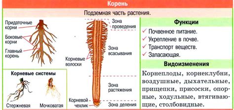 Мифологическое значение корня архе