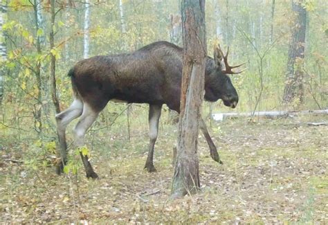 Мифы и легенды о лосиных рогах