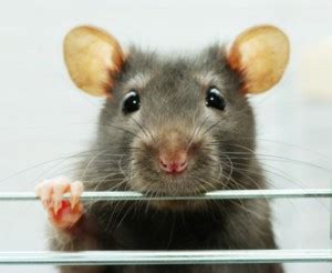 Мифы и правда о крысах: что они говорят за спиной кисы?
