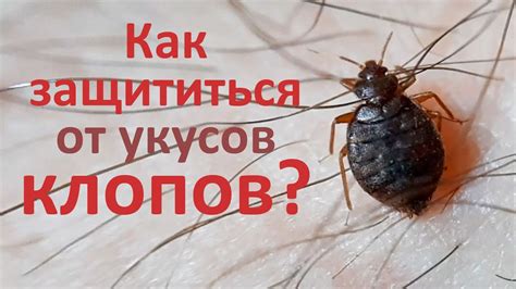 Мифы и предрассудки о видении живых клопов во время сна: насколько они соответствуют действительности?