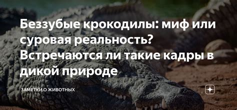 Миф или реальность: проникают ли крокодилы к нам во сне?