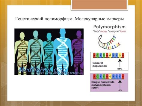 Молекулярные маркеры для изучения генетической структуры