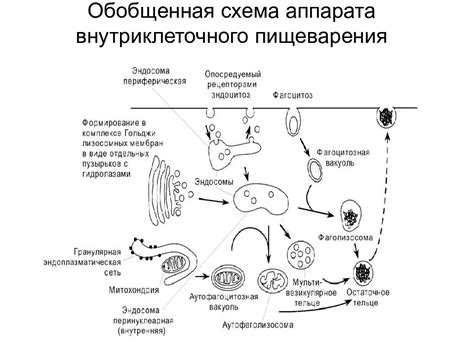 Молекулярные механизмы внутриклеточного пищеварения