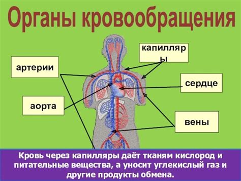 Моллюски и их кровеносная система