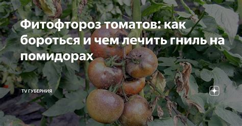 Молочная спелость помидоров: что это такое?