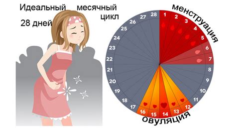 Молочные железы и месячные: суть проблемы