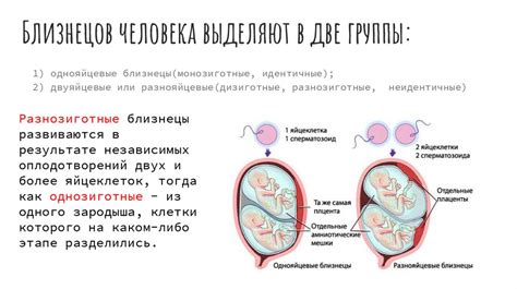 Монозиготные близнецы: особенности и происхождение