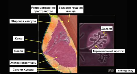 Морфотип молочной железы и его значение