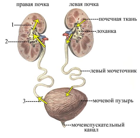 Мочевой тракт и его функции