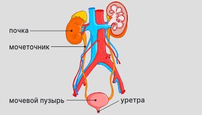 Мочевыделительная система или эмоциональное напряжение: возможные причины снов о моче у детей