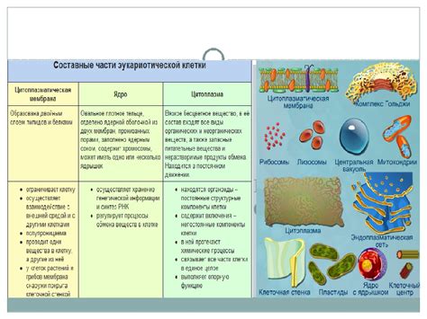 Мочеполовые органы: их роль и функции