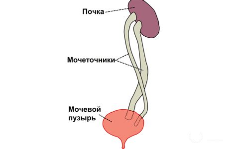 Мочеточники: строение и функции