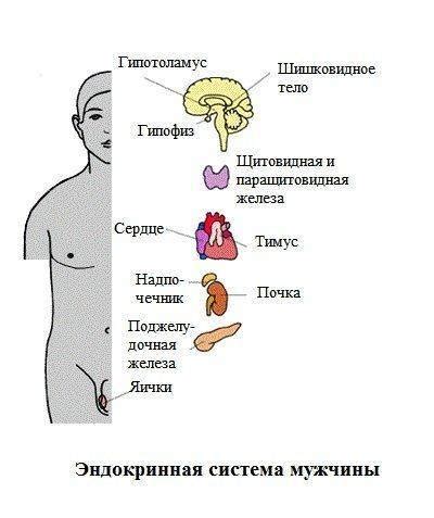 Мужской организм и прогестерон