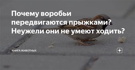 Музыканты неба: почему воробьи гомонят