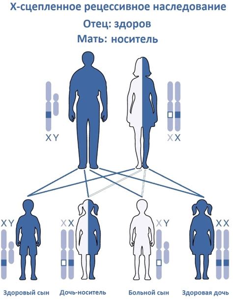 Мутация Лейдена гг: основные факты