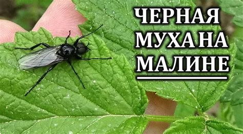 Мухи кружат над пищей во сне: колебания и нерешительность в принимаемых решениях