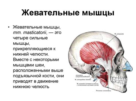 Мышцы высокой активности: понятие и проявление