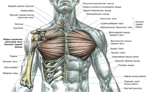 Мышцы и кости грудной клетки