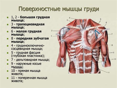 Мышцы туловища и их функциональное значение