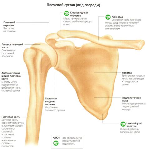 Мягкая и анатомическая посадка