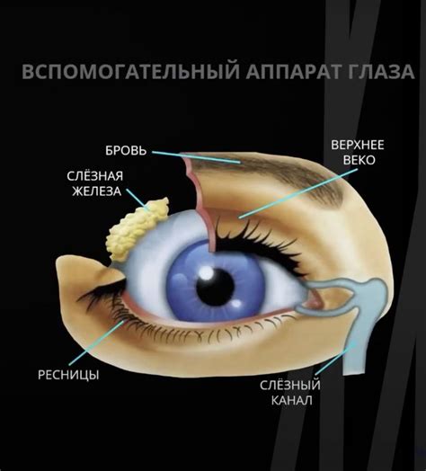 Наблюдательный аппарат глаза